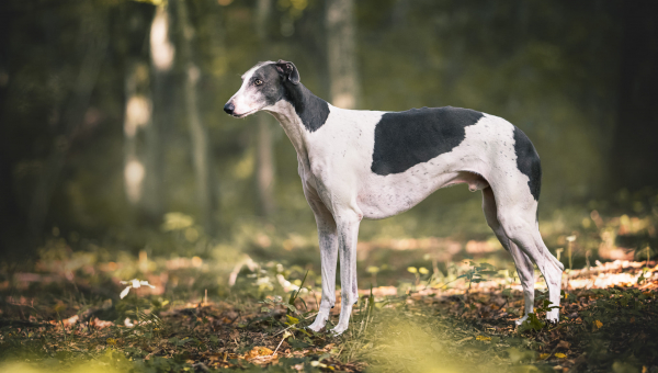 Dringend neue Pflegestelle für unseren Showgreyhound gesucht.